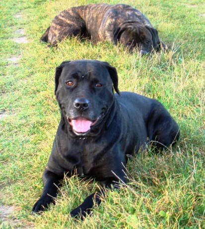 Godýsek se nerad fotí